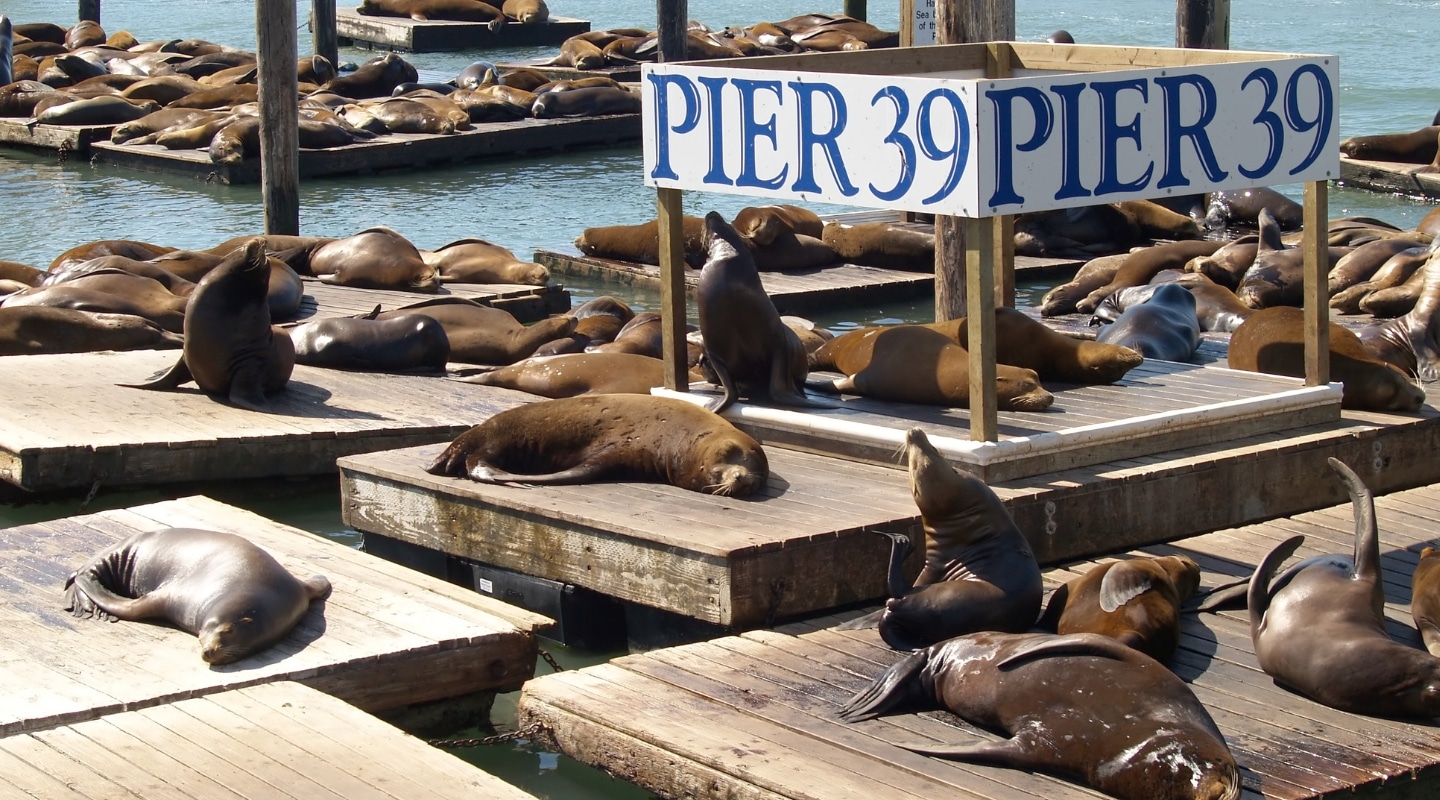 See the Sea Lions at PIER 39