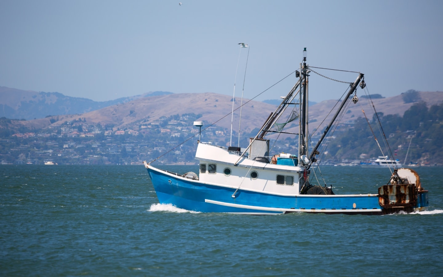 Fish In San Francisco Bay