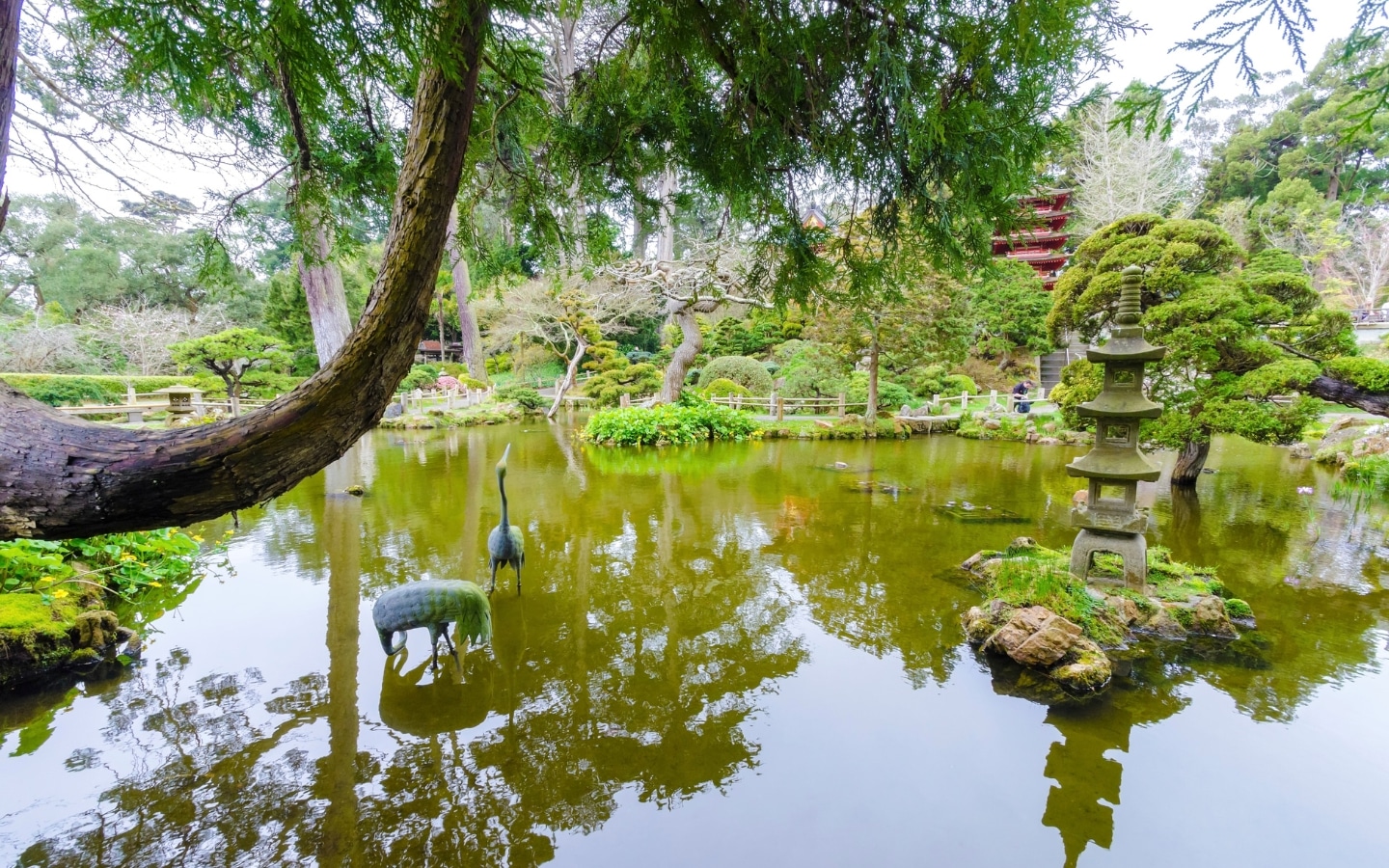 Explore The Japanese Tea Garden